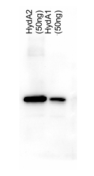 western blot detection using anti-HydA antibodies